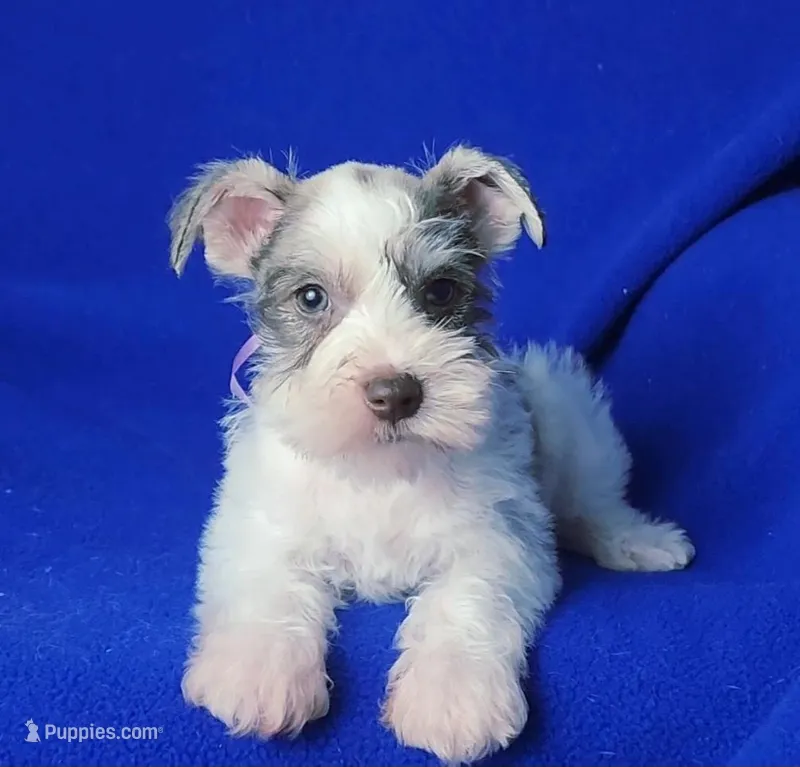 Choco Hadley, a female Miniature Schnauzer for sale in Jackson, TN – Photo 1 of 10