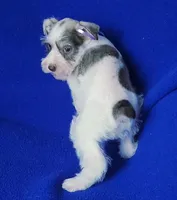 Choco Hadley, a female Miniature Schnauzer for sale in Jackson, TN – Photo 2 of 10