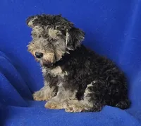 Murphy, a male Yorkipoo for sale in Jackson, TN – 8 of 10