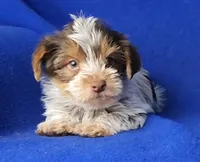 Liver Dewey , a male Yorkshire Terrier for sale in Jackson, TN – Photo 8 of 10