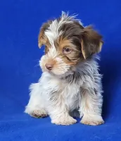Liver Dewey , a male Yorkshire Terrier for sale in Jackson, TN – Photo 10 of 10