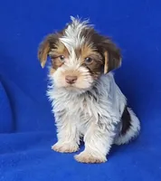 Liver Dewey , a male Yorkshire Terrier for sale in Jackson, TN – Photo 9 of 10