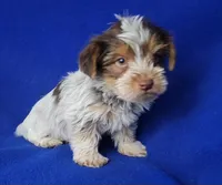 Liver Dewey , a male Yorkshire Terrier for sale in Jackson, TN – Photo 3 of 10