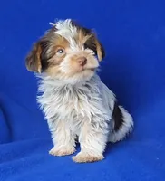 Liver Dewey , a male Yorkshire Terrier for sale in Jackson, TN – Photo 1 of 10