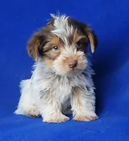 Liver Dewey , a male Yorkshire Terrier for sale in Jackson, TN – Photo 7 of 10