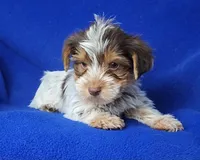 Liver Dewey , a male Yorkshire Terrier for sale in Jackson, TN – Photo 4 of 10