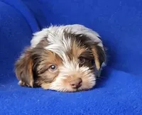 Liver Dewey , a male Yorkshire Terrier for sale in Jackson, TN – Photo 6 of 10