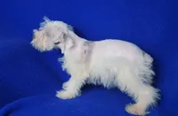 Choco Merle Claira, a female Miniature Schnauzer for sale in Jackson, TN – 7 of 9