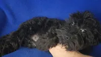Griffin , a male Schnoodle for sale in Jackson, TN – 3 of 10
