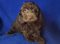 *FLASH SALE* Chocolate Clarissa, a female Cockapoo for sale in Jackson, TN – 5 of 10