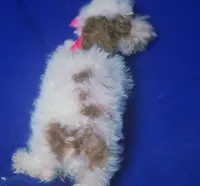 Ellie, a female Poodle - Toy  for sale in Jackson, TN – 4 of 10