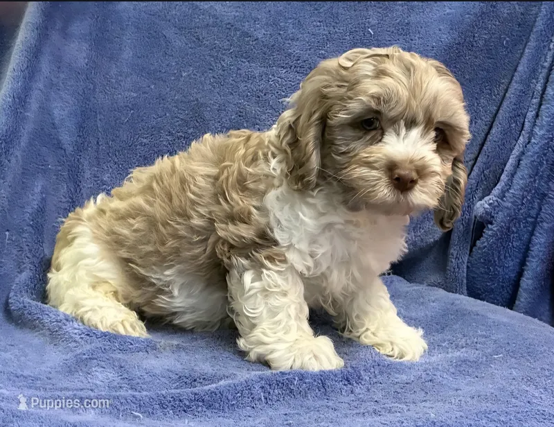 Milk Chocolate Chester  – Cockapoo puppy for sale in Jackson, TN