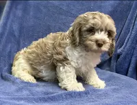 Milk Chocolate Chester , a male Cockapoo for sale in Jackson, TN – 1 of 1