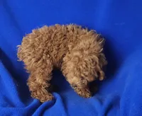 Royce, a male Cockapoo for sale in Jackson, TN – 3 of 10