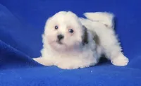 Tallulah , a female Shichon for sale in Jackson, TN – 7 of 10