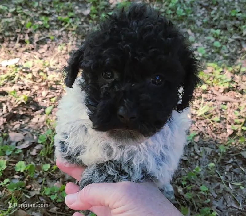 Sutton – Poodle - Toy  puppy for sale in Jackson, TN