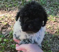 Sutton, a male Poodle - Toy  for sale in Jackson, TN – 1 of 7
