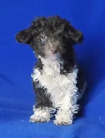 Chocolate Niko, a male Poodle - Toy  for sale in Jackson, TN – Photo 6 of 10