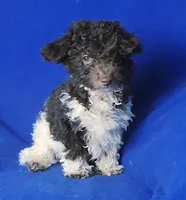 Chocolate Niko, a male Poodle - Toy  for sale in Jackson, TN – Photo 2 of 10