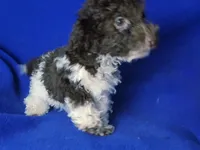 Chocolate Niko, a male Poodle - Toy  for sale in Jackson, TN – Photo 3 of 10