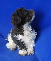 Chocolate Niko, a male Poodle - Toy  for sale in Jackson, TN – Photo 9 of 10