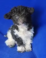 Chocolate Niko, a male Poodle - Toy  for sale in Jackson, TN – Photo 4 of 10