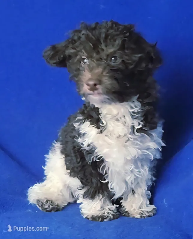 Chocolate Niko – Poodle - Toy  puppy for sale in Jackson, TN