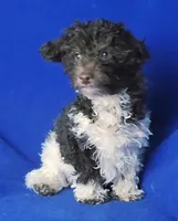 Chocolate Niko, a male Poodle - Toy  for sale in Jackson, TN – Photo 1 of 10