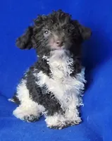 Chocolate Niko, a male Poodle - Toy  for sale in Jackson, TN – Photo 5 of 10