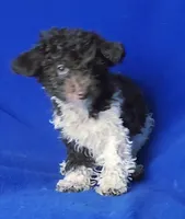 Chocolate Niko, a male Poodle - Toy  for sale in Jackson, TN – Photo 8 of 10