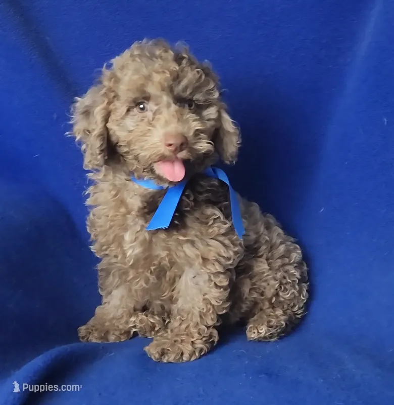 Chocolate Merle Clarence – Cockapoo puppy for sale in Jackson, TN