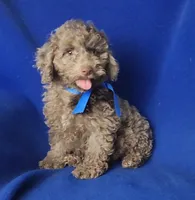 Chocolate Merle Clarence, a male Cockapoo for sale in Jackson, TN – 3 of 10