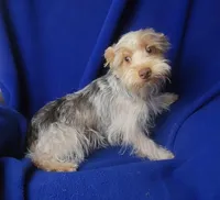  Liver Dewey , a male Yorkshire Terrier for sale in Jackson, TN – 2 of 10