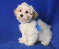 Amara, a female Morkie for sale in Jackson, TN – 6 of 10