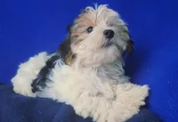 Spencer, a male Shichon for sale in Jackson, TN – 5 of 10