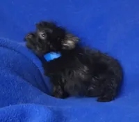 Ledger, a male Yorkipoo for sale in Jackson, TN – 10 of 10