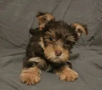 Chocolate Knox, a male Yorkshire Terrier for sale in Jackson, TN – 7 of 10