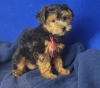 Bindie, a female Yorkipoo for sale in Jackson, TN – 3 of 10