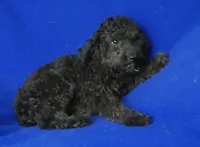 Maverick, a male Poodle - Miniature  for sale in Jackson, TN – 8 of 10