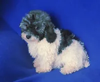Natalie, a female Poodle - Toy  for sale in Jackson, TN – 10 of 10