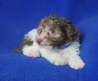 Micah, a male Poodle - Toy  for sale in Jackson, TN – 4 of 9