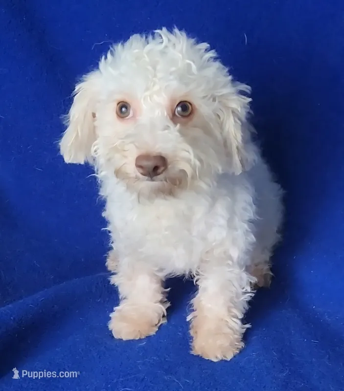 Felix – Bichpoo puppy for sale in Jackson, TN