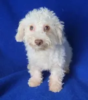 Felix, a male Bichpoo for sale in Jackson, TN – 1 of 10