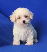 Searcy, a female Poodle - Toy  for sale in Jackson, TN – 7 of 10