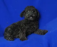 Maverick, a male Poodle - Miniature  for sale in Jackson, TN – 5 of 10