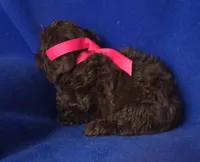 *FLASH SALE* Chocolate Clarissa, a female Cockapoo for sale in Jackson, TN – 6 of 10