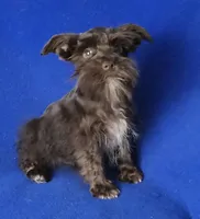 Chocolate Cash, a male Miniature Schnauzer for sale in Jackson, TN – 6 of 10