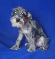 Merle Sebastian, a male Miniature Schnauzer for sale in Jackson, TN – 8 of 10
