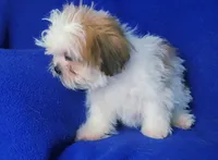 Sterling , a male Shichon for sale in Jackson, TN – 6 of 10