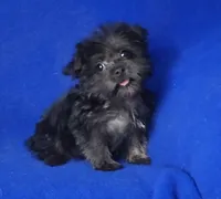 Lyla , a female Yorkipoo for sale in Jackson, TN – 9 of 10